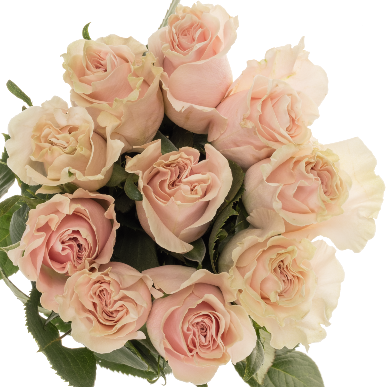 Rose hell rosa/hell gelb Pink Mondial Import 50cm