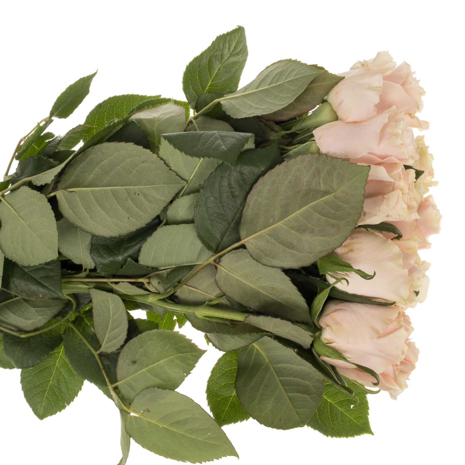 Rose hell rosa/hell gelb Pink Mondial Import 50cm