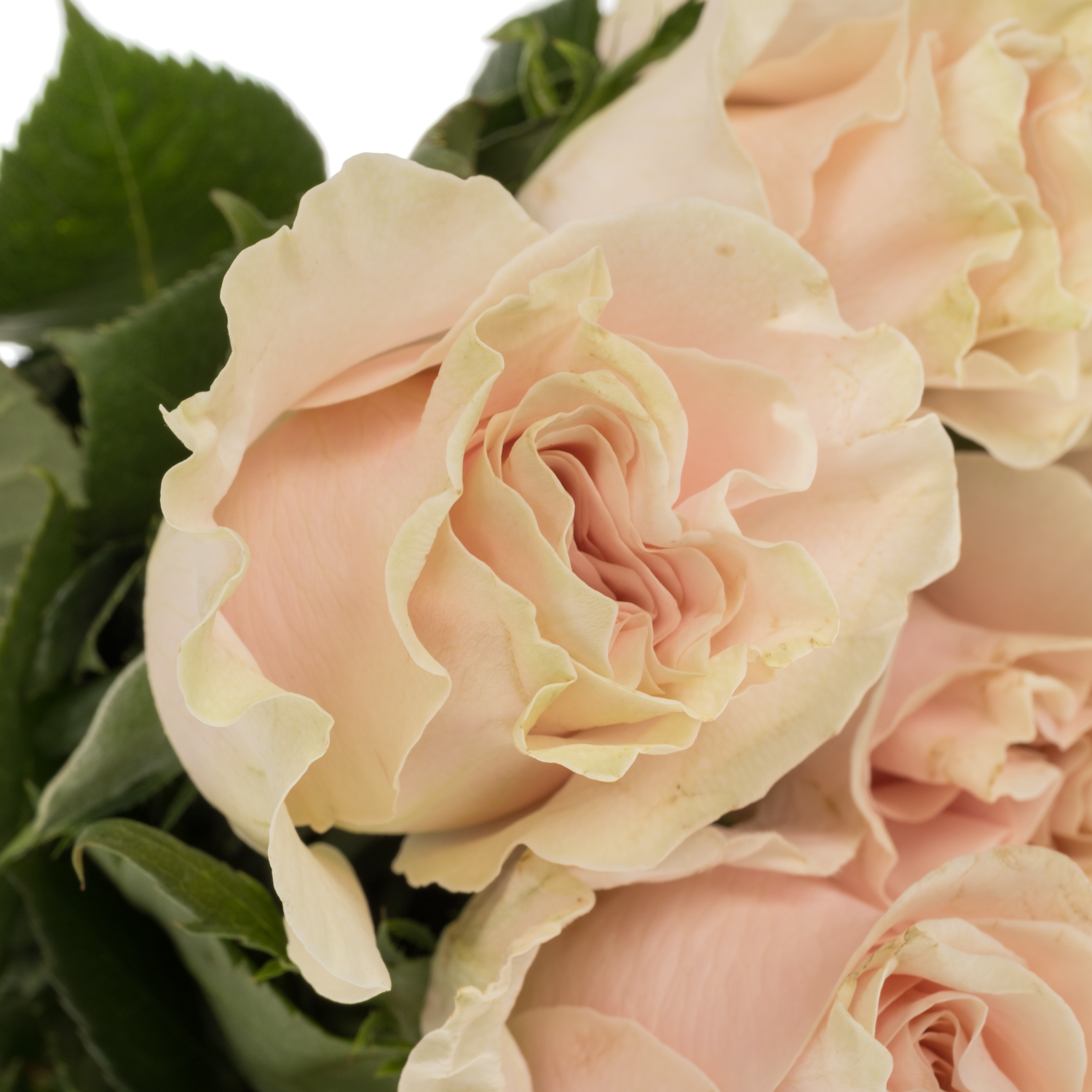 Rose hell rosa/hell gelb Pink Mondial Import 50cm
