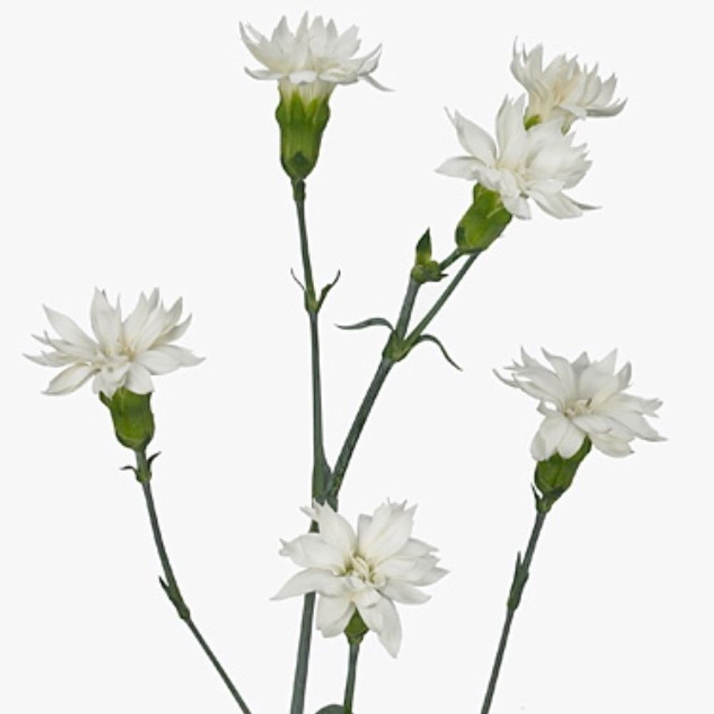 Spraynelke weiss Nimbus 65cm