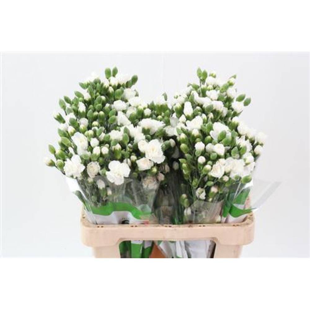 Spraynelke weiss Nimbus 65cm