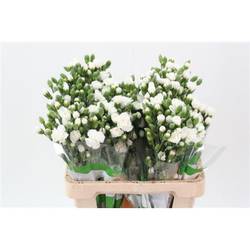 Spraynelke weiss Nimbus 65cm