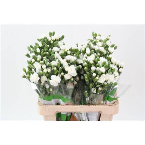 Spraynelke weiss Nimbus 65cm