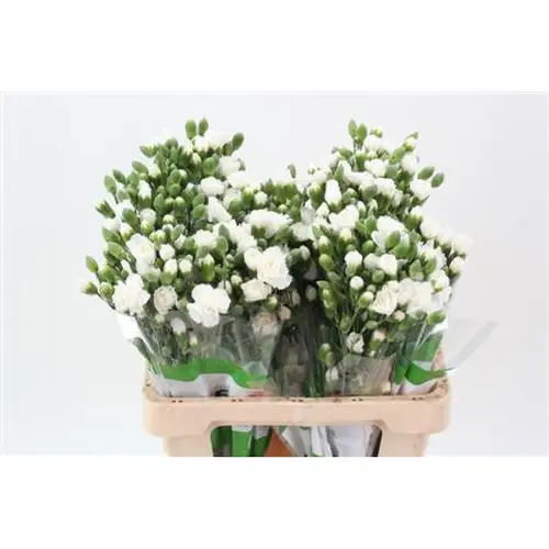 Spraynelke weiss Nimbus 65cm