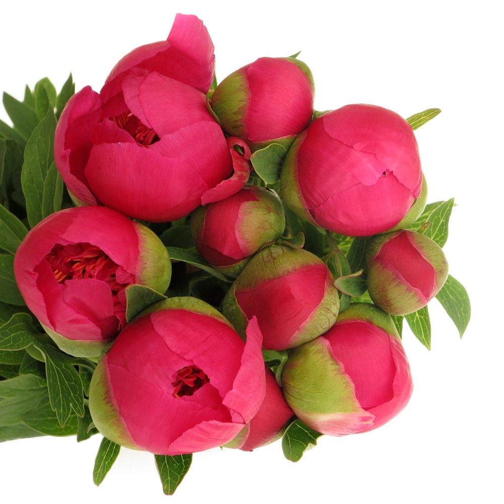 Pfingstrose pink Alba 40cm