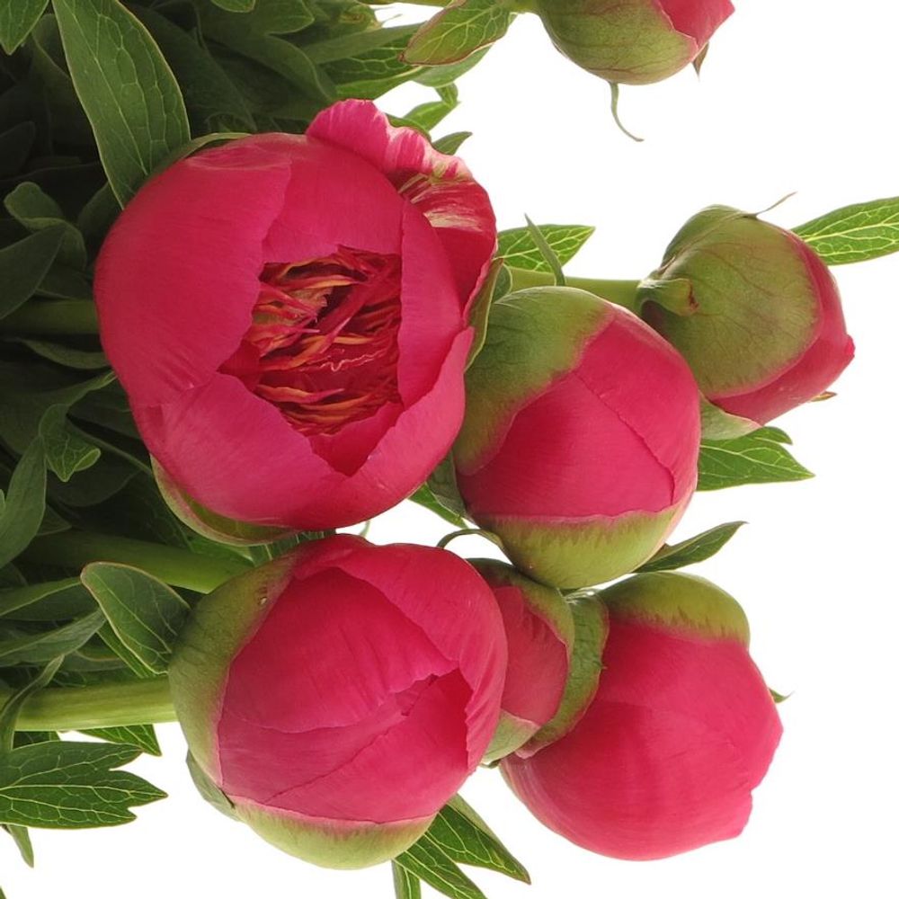 Pfingstrose pink Alba 40cm