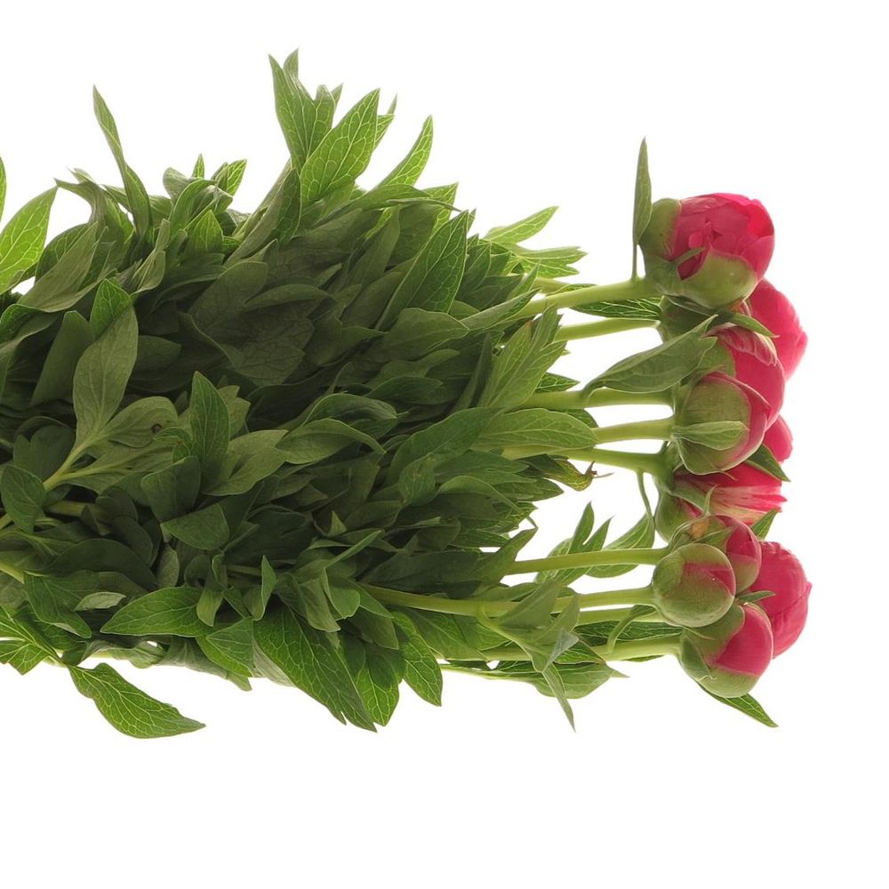 Pfingstrose pink Alba 40cm