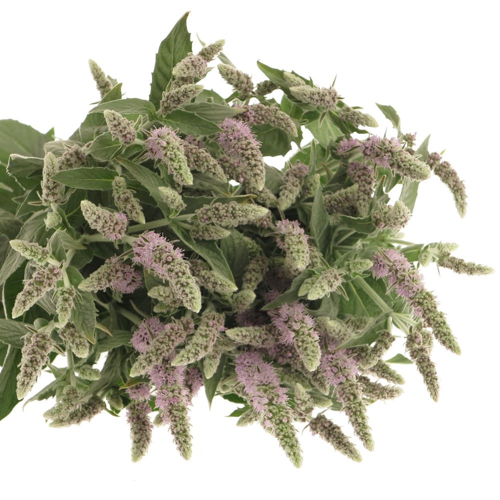 Mentha Jocka lila 60cm
