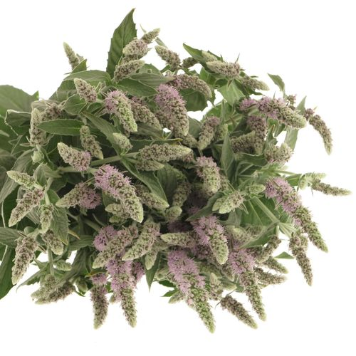 Mentha Jocka lila 60cm