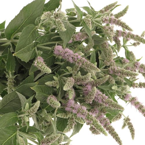 Mentha Jocka lila 60cm