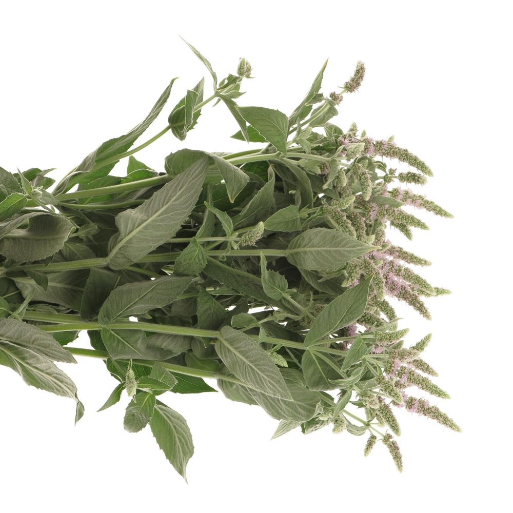 Mentha Jocka lila 60cm