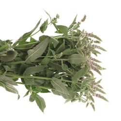 Mentha Jocka lila 60cm