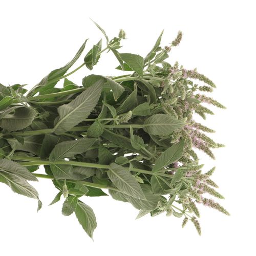 Mentha Jocka lila 60cm