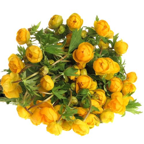 Trollius gelb 35cm