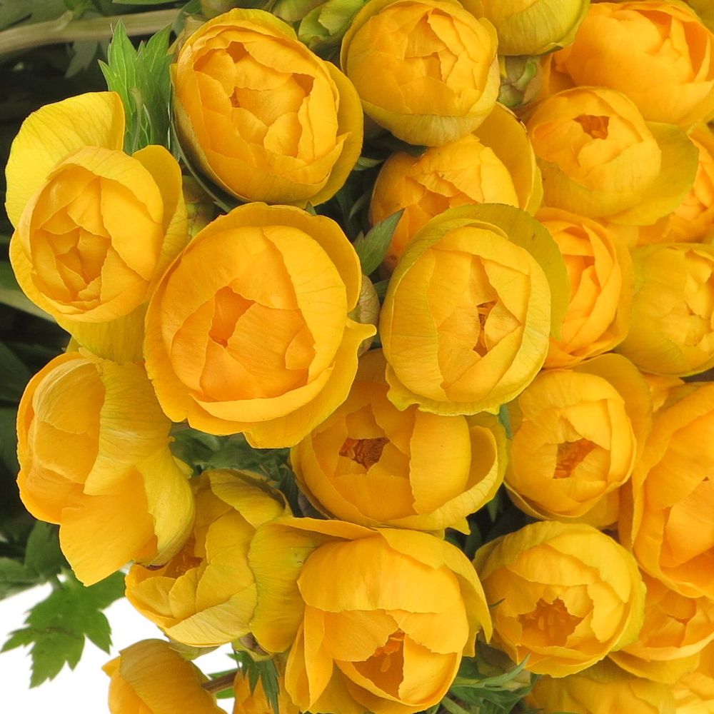 Trollius gelb 35cm