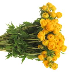 Trollius gelb 35cm
