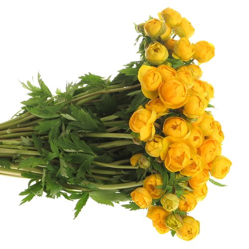 Trollius gelb 35cm