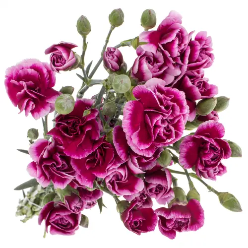 Spraynelke lila/rosa Juliana 60cm X20