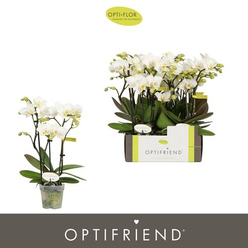 Phal.3-R weiss Sandra T07 H025