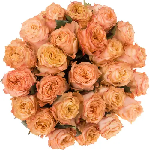 Rose rosa Princess Crown (Ec) 40cm