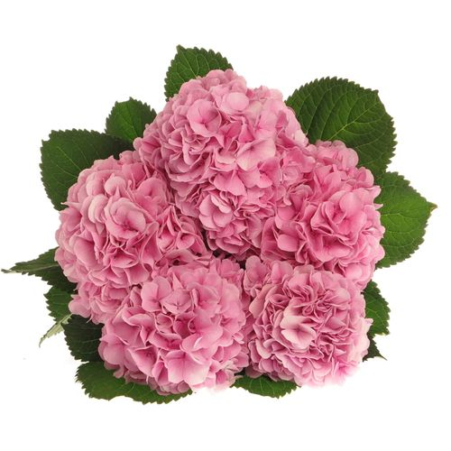 Hortensie rosa Verena Bol 16cm 50cm