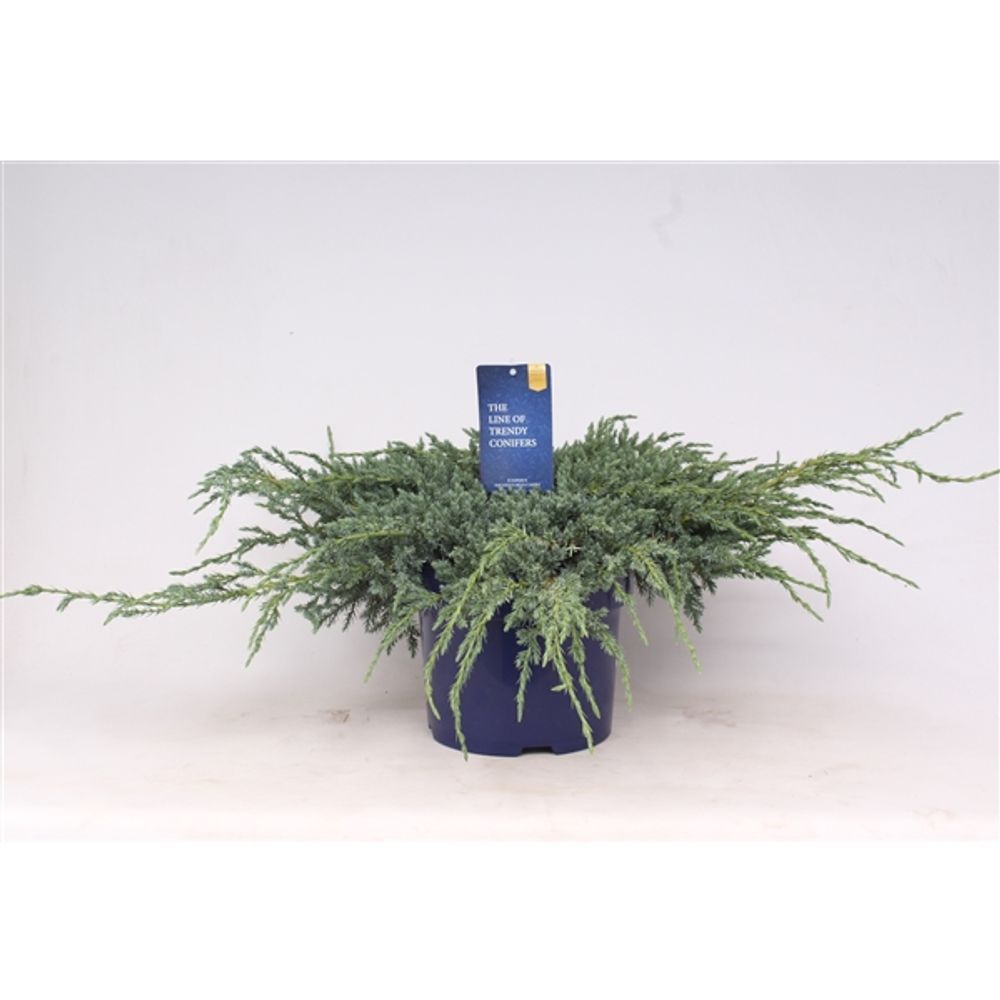 Juniperus Squamata Blue Carpet T23 H045