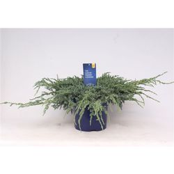 Juniperus Squamata Blue Carpet T23 H045
