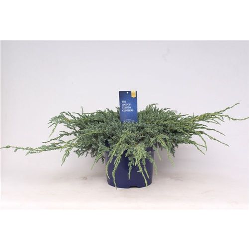 Juniperus Squamata Blue Carpet T23 H045