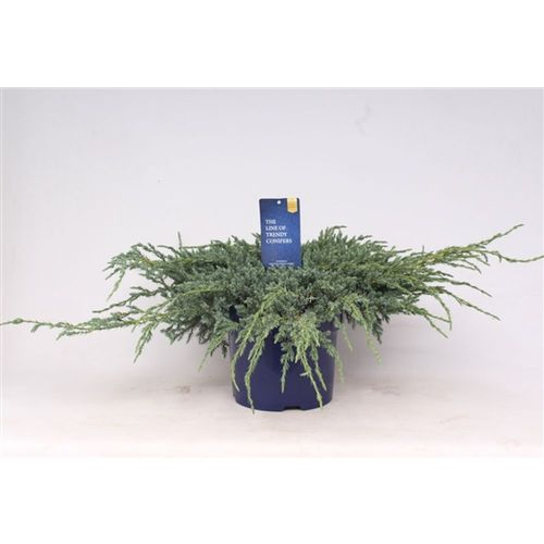 Juniperus Squamata Blue Carpet T23 H045