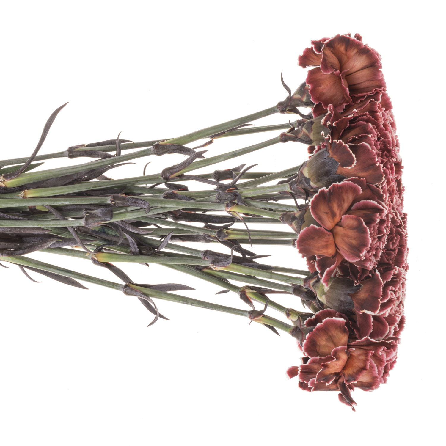 Nelke braun/rosa Brownies gefärbt 60cm