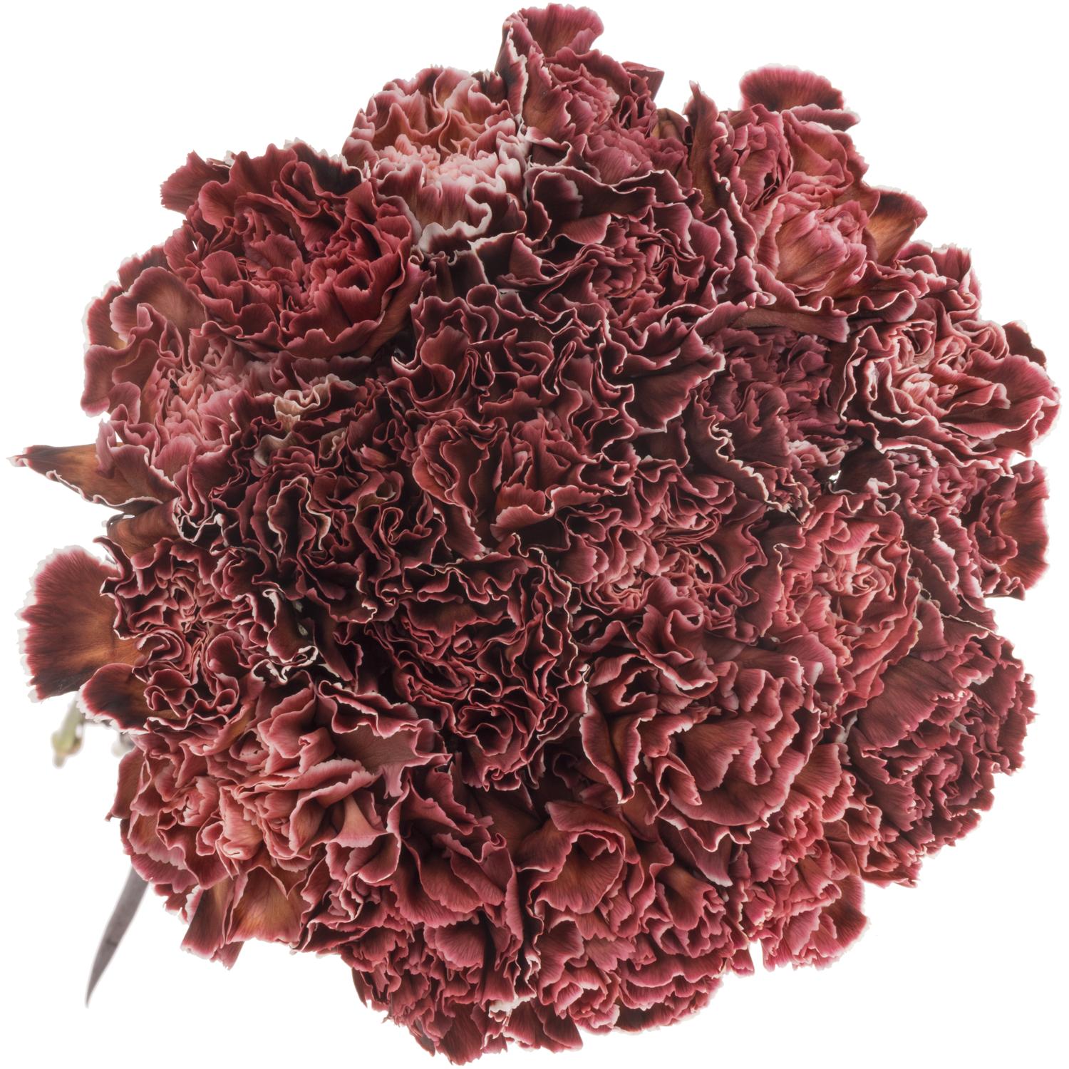 Nelke braun/rosa Brownies gefärbt 60cm