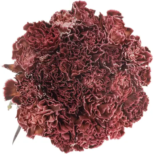 Nelke braun/rosa Brownies gefärbt 60cm