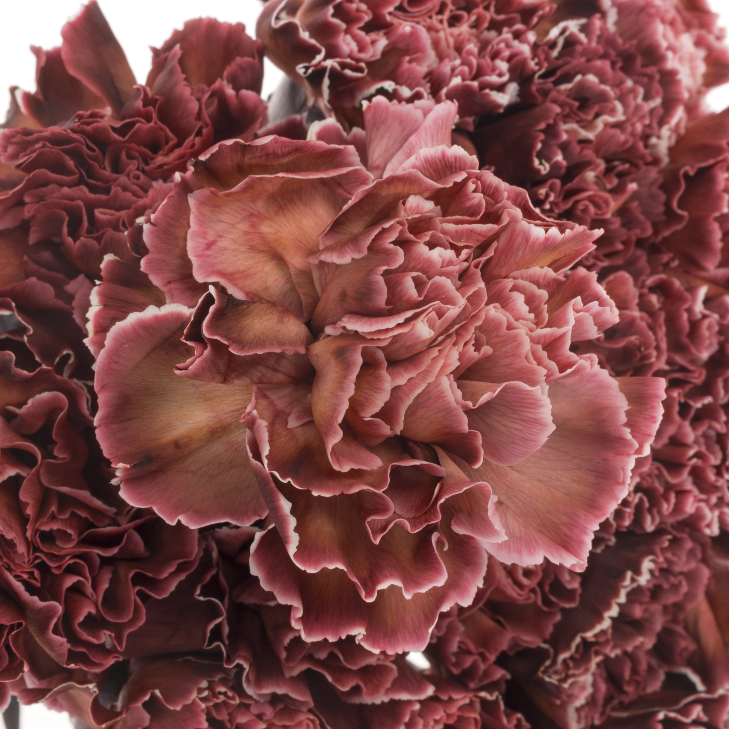 Nelke braun/rosa Brownies gefärbt 60cm