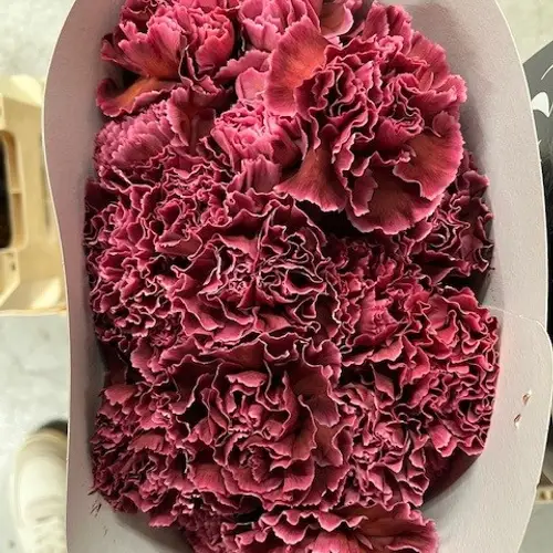 Nelke braun/rosa Brownies gefärbt 60cm