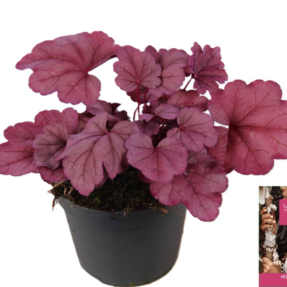 Heuchera Indian Summer lila T15 H25