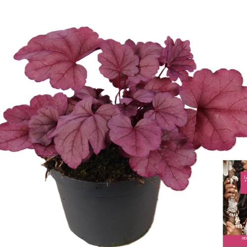 Heuchera Indian Summer lila T15 H25