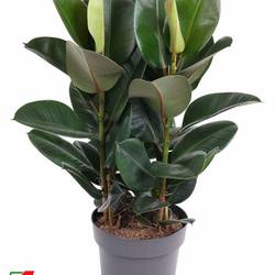 Ficus Elastica Robusta T27 H100