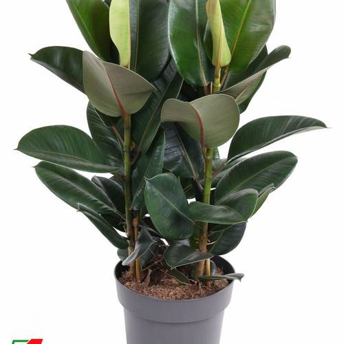 Ficus Elastica Robusta T27 H100