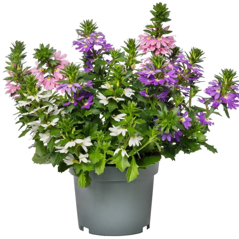 Scaevola mix Tricolor T12 H020