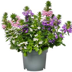 Scaevola mix Tricolor T12 H020