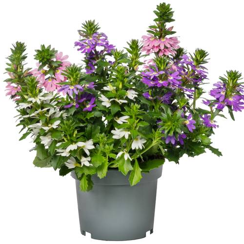 Scaevola mix Tricolor T12 H020