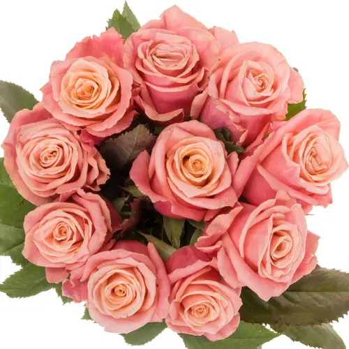 Rose rosa/lachs Adele 40cm