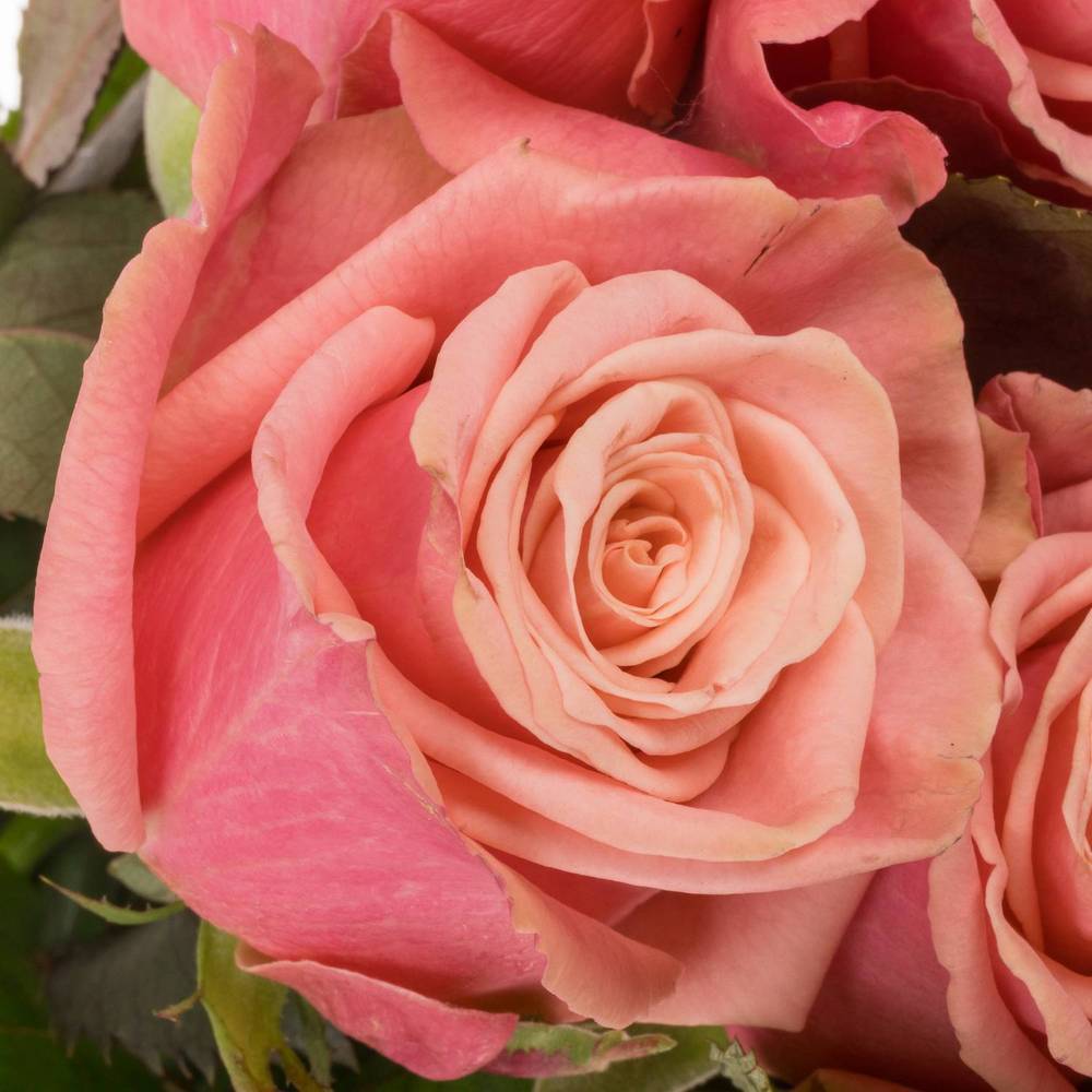 Rose rosa/lachs Adele 40cm