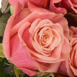 Rose rosa/lachs Adele 40cm