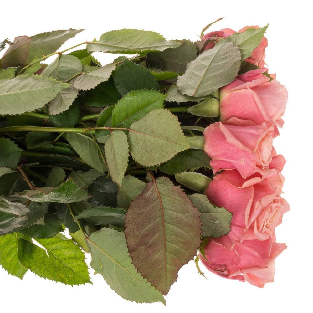 Rose rosa/lachs Adele 40cm