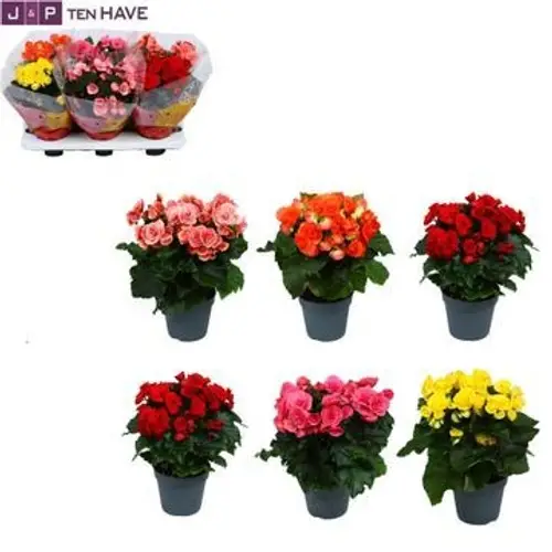 Begonie mix T14 H030