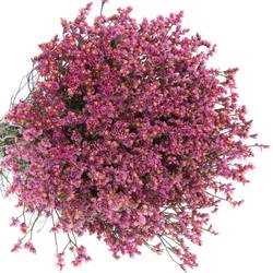Limonium rosa Princess Diamond 36 Gramm 80cm