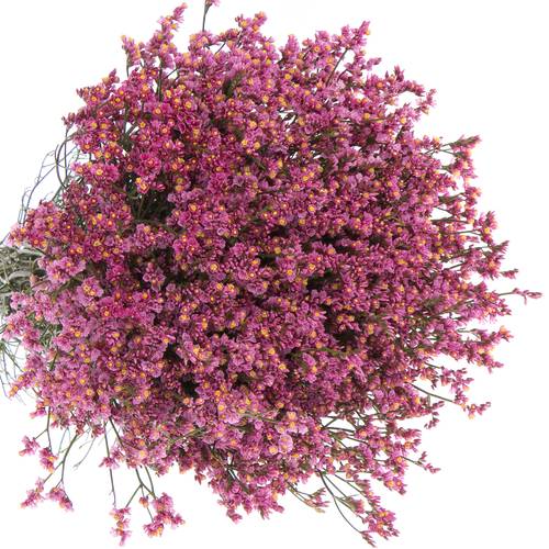 Limonium rosa Princess Diamond 36 Gramm 80cm