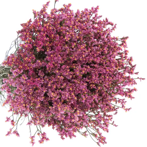 Limonium rosa Princess Diamond 36 Gramm 80cm