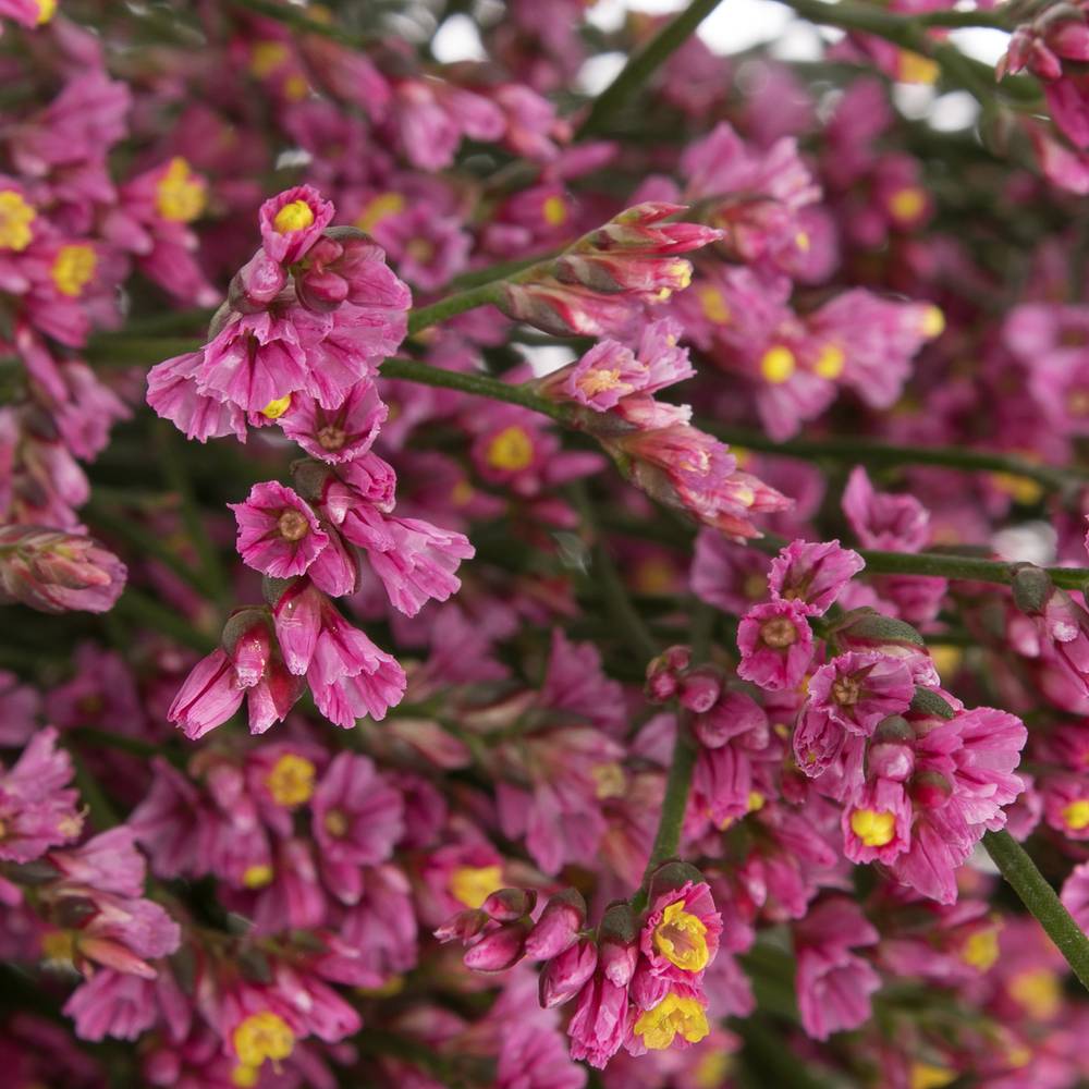 Limonium rosa Princess Diamond 36 Gramm 80cm